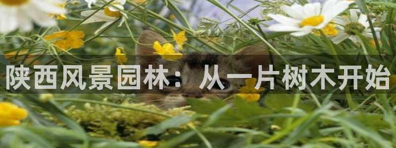 新宝GG链接:陕西风景园林:从一片树木开始